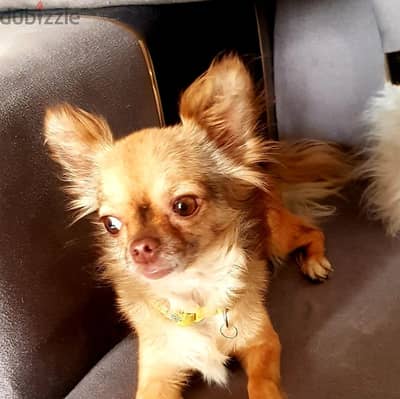تشيهواوا  شيواوا Chihuahua female