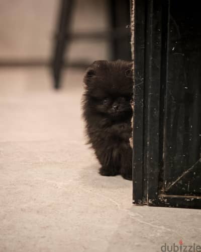 Pomeranian