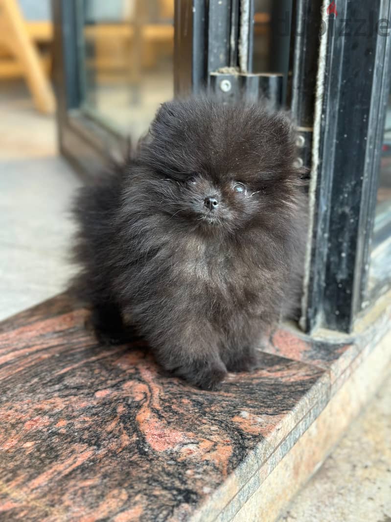 Pomeranian 1