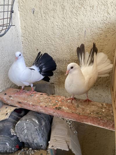 زغلولين هزاز للبيع او البدل