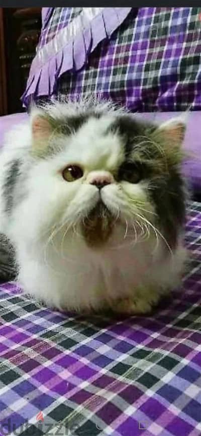 ذكر للتزاوج