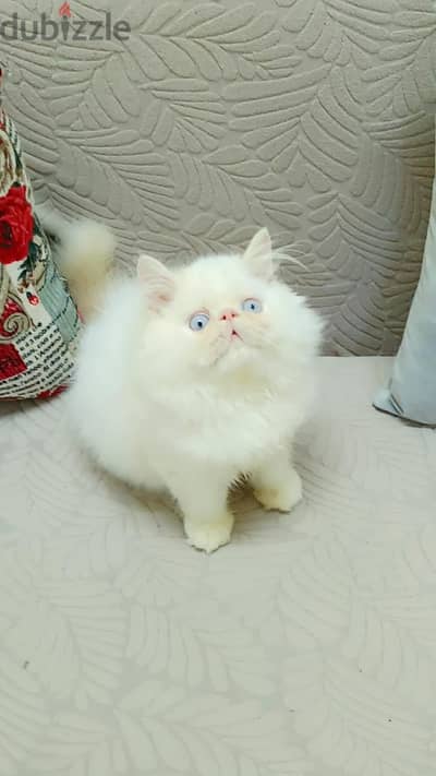 بسم الله للبيع ولد هيمالايا