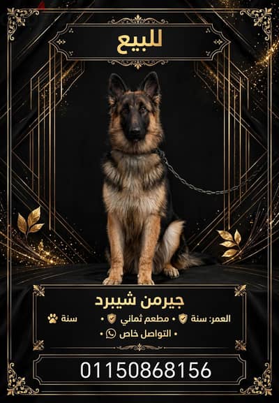 اوريد ان ابيع الكلب