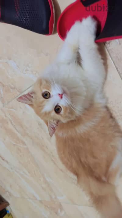 للتبني