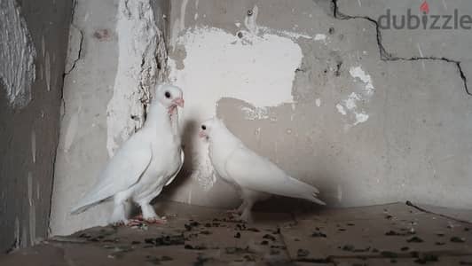 زغلولين بنايده يطلعو واد وبت