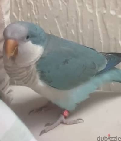 كويكر بلو متكملة و أليفة
