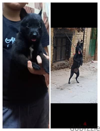 متاح جروي تقليب عالي