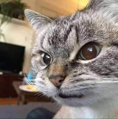 تركيب. جميع انواع الاثاث