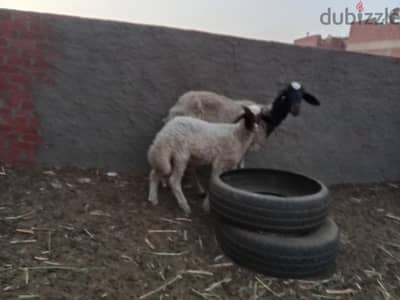 نعجة  اوسيمى ولده خروف