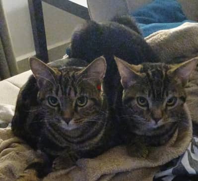 Two Beautiful Bengal Cats Up for Adoption! 