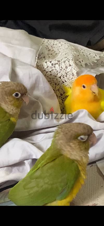 كوكتيلات