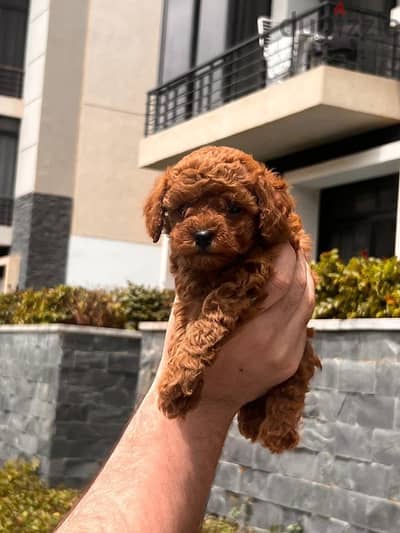 Home-Raised Poodle Puppies - New litter