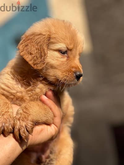 Female Golden retriever 45 days old