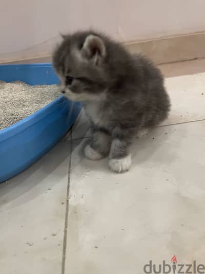 قطط سكوتش هايلاند
