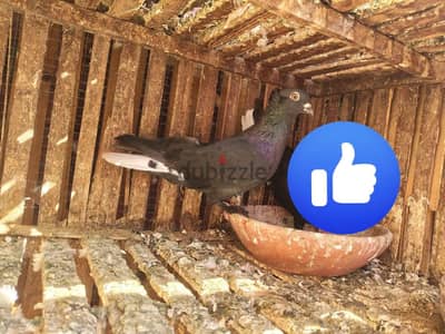 دكر حلبي اسود