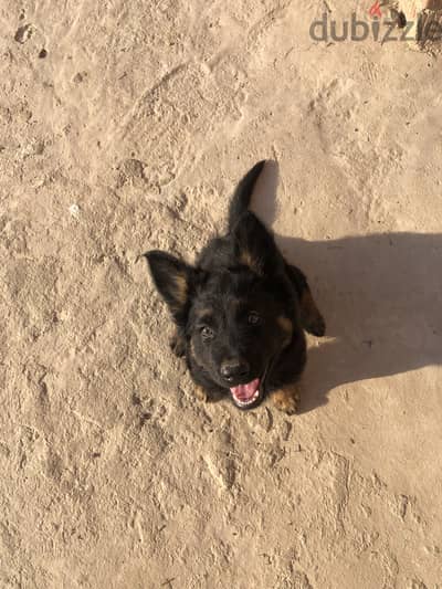 GERMAN SHEPHERD FOR SALE