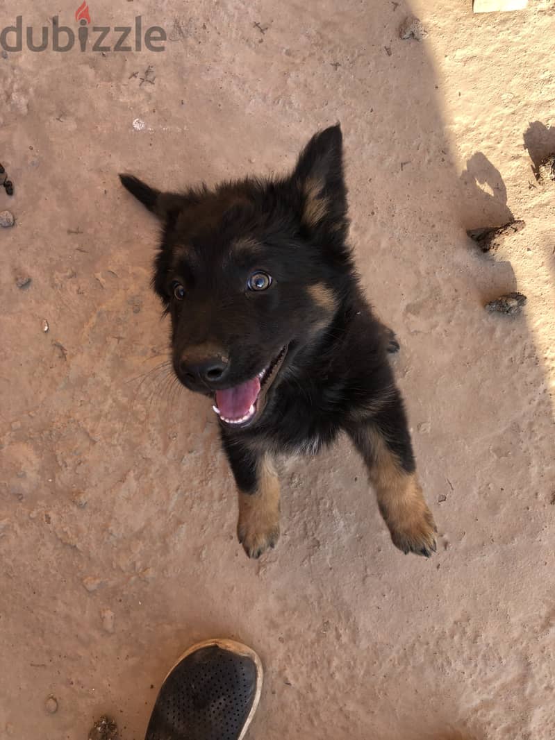 GERMAN SHEPHERD FOR SALE 1