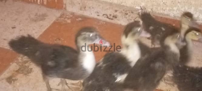 بط هجين بلدي علي ميسكوفي عمر 25يوم