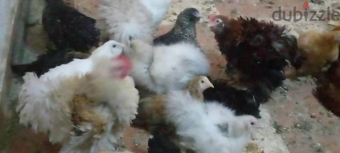فراخ اوشن ومفتل وقطن  للبيع الزياده عن الحاجه