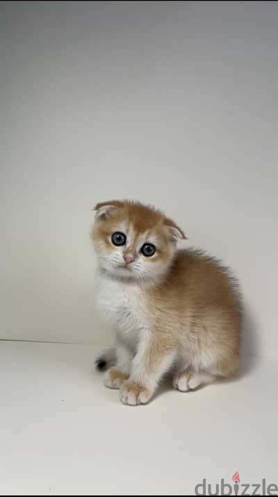 Scottish fold shorthair ny12