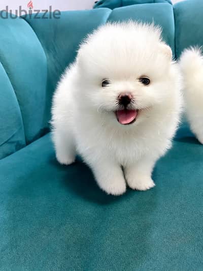 White pomeranian puppy
