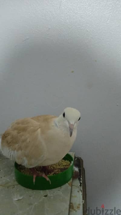 يمام مطوق