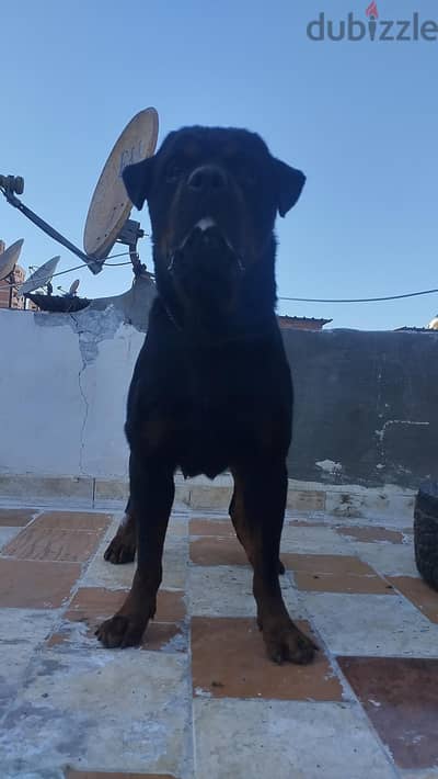 Rottweiler