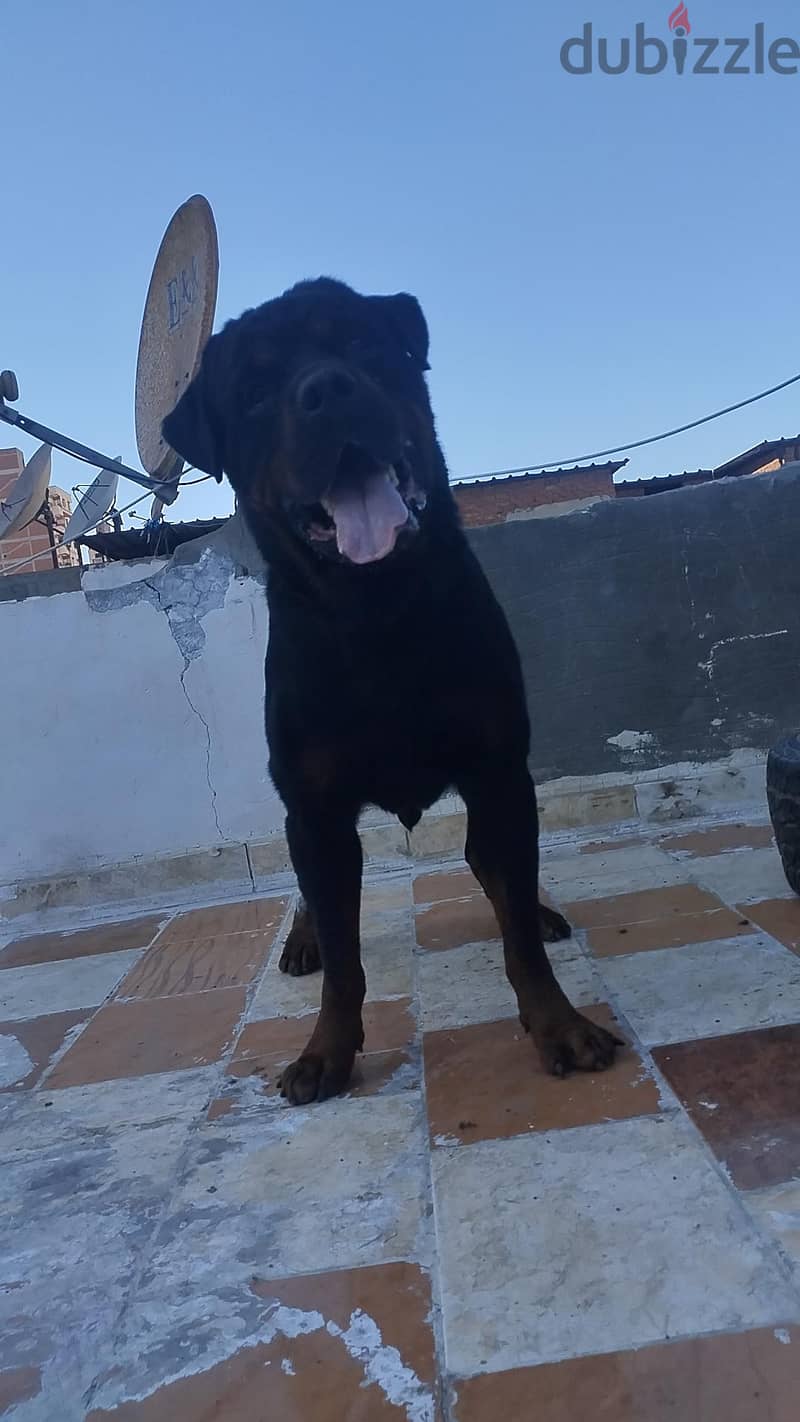 Rottweiler 1