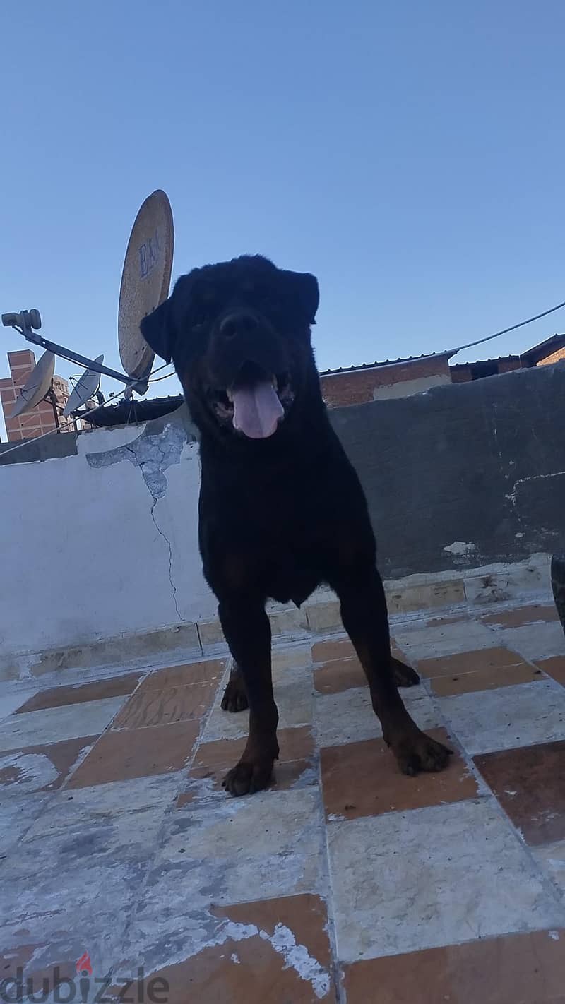 Rottweiler 2