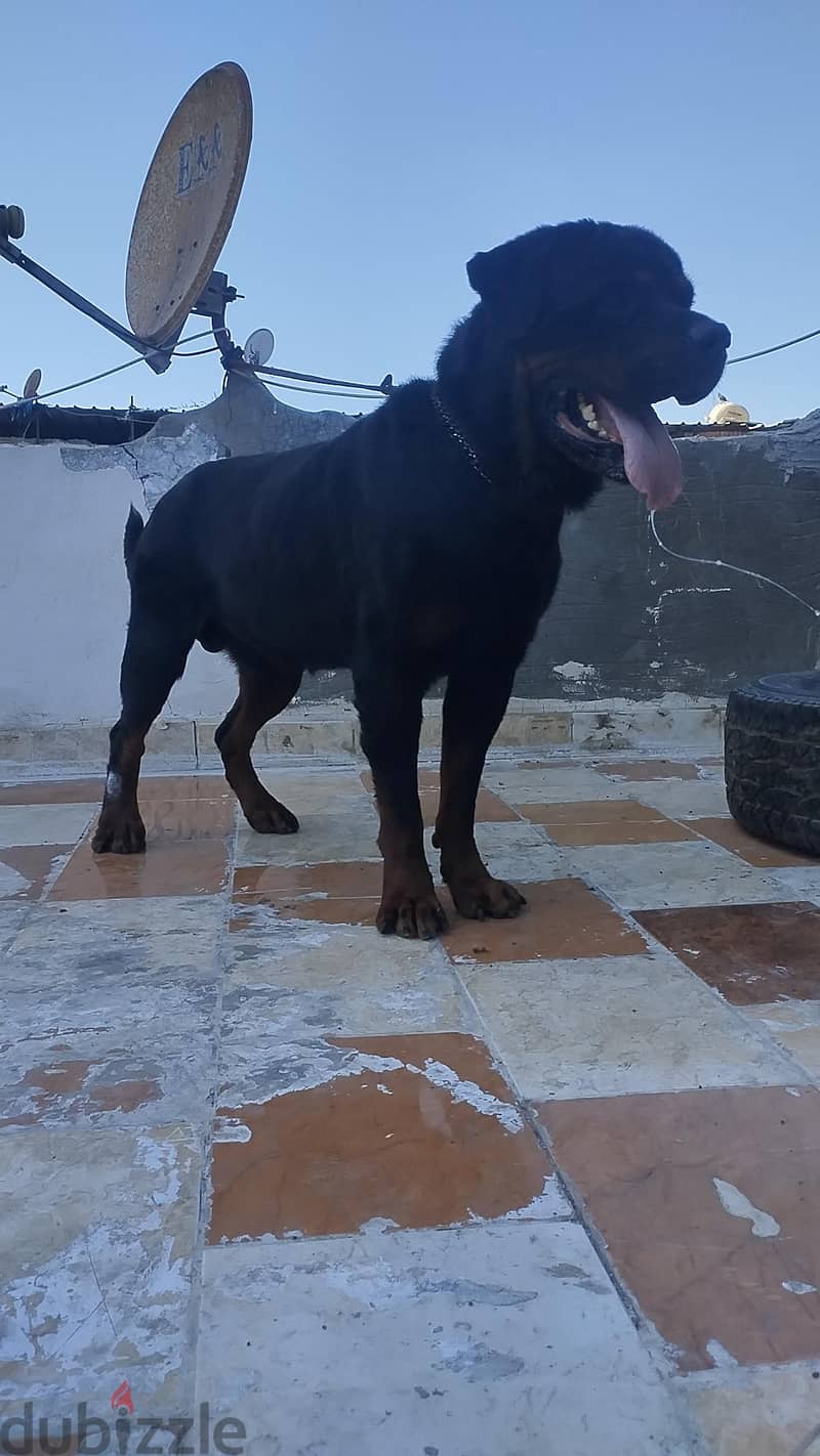 Rottweiler 3