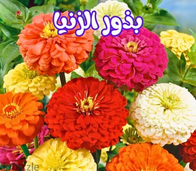 شتلات وبذور زهور وفواكه