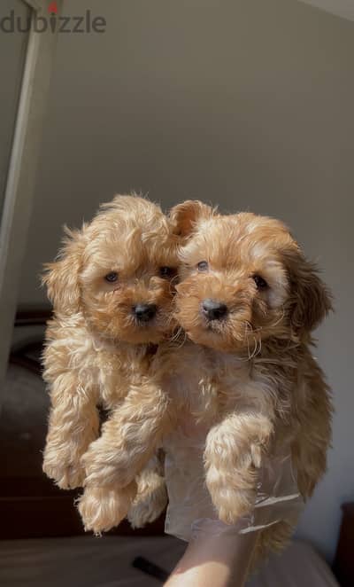 Maltipoo مالتي بو - toy poodle توي بودل
