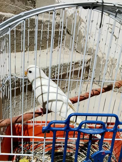 نتايه استرالى ابيض ريكورد