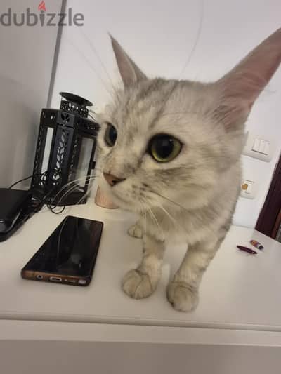 Cute white cat for adoption!!