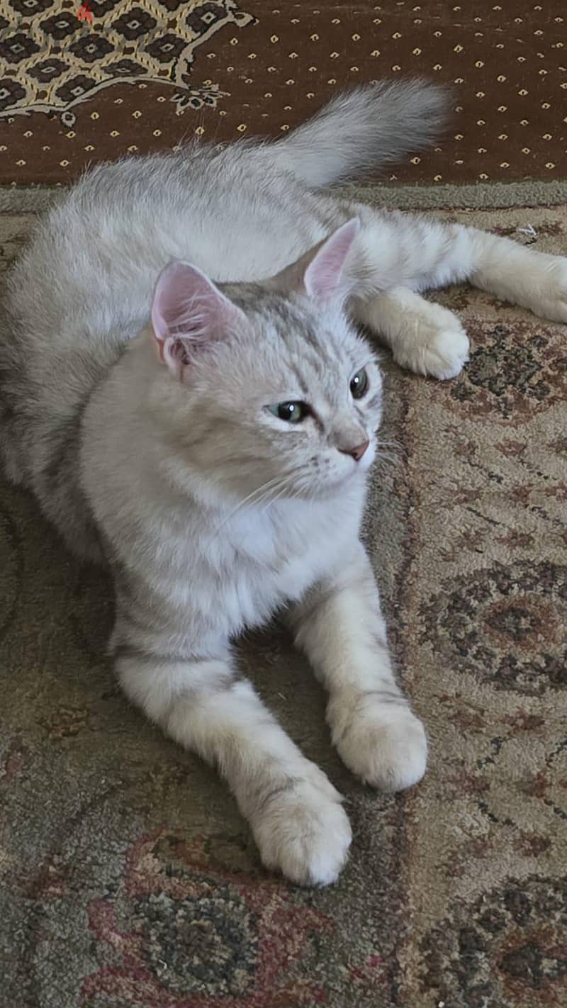 Cute white cat for adoption!! 1
