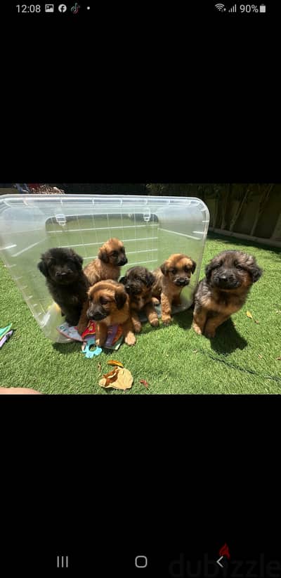 German Puppies