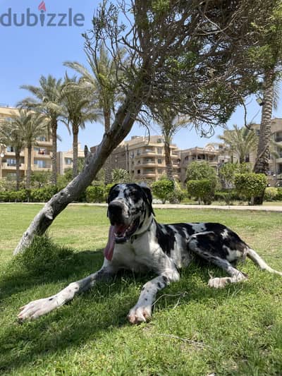 Great dane جريت دان