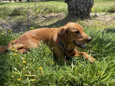 جولدن golden retriever