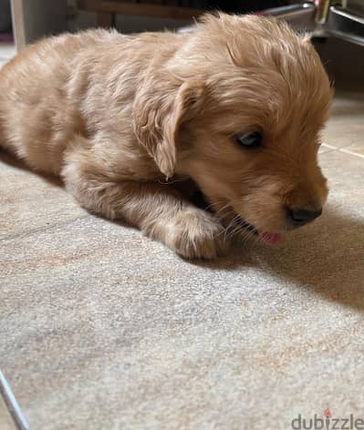 Golden retriever Puppy Ready for a Loving Home!