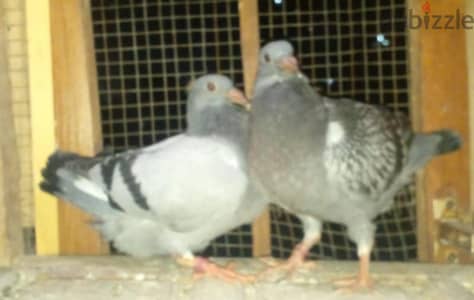 حمام زاجل
