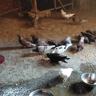 25 جوز حمام مشاء الله تبارك الله حمام بلدي تقيل كله شغال
