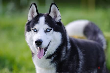 Siberian Husky - Friendly and Playful