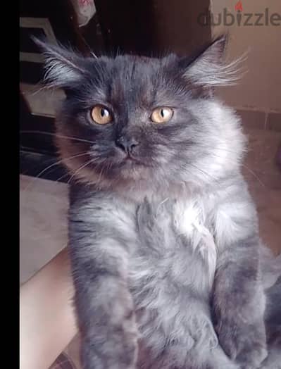 Vaccined male kitten  قط ولد صغير متطعم