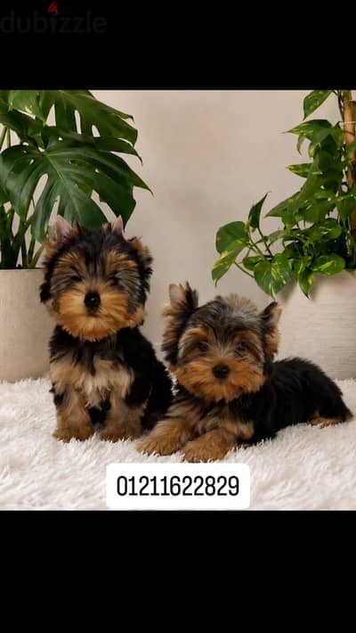 Yorkshire puppies top quality يوركشاير