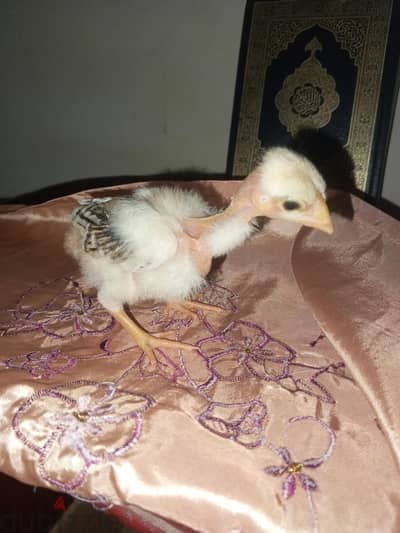 المرج القديمه