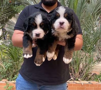 Bernese Mountain Dog