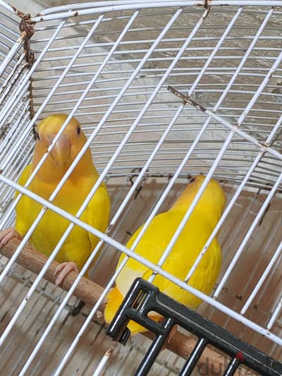 جوز روز أوبلاين أورانج (شباب 4 شهور)