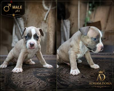 American pitbull terrier