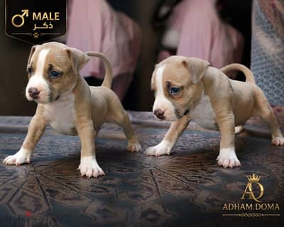 American pitbull terrier