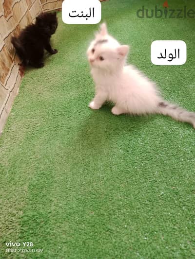 قطط للبيع
